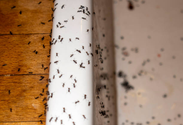Best Best Pest Control Companies  in Hamilton, OH